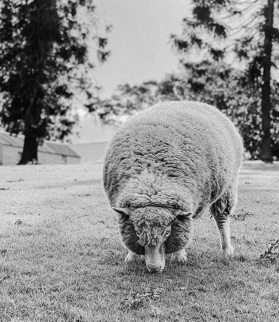 Merino Wool Done Right