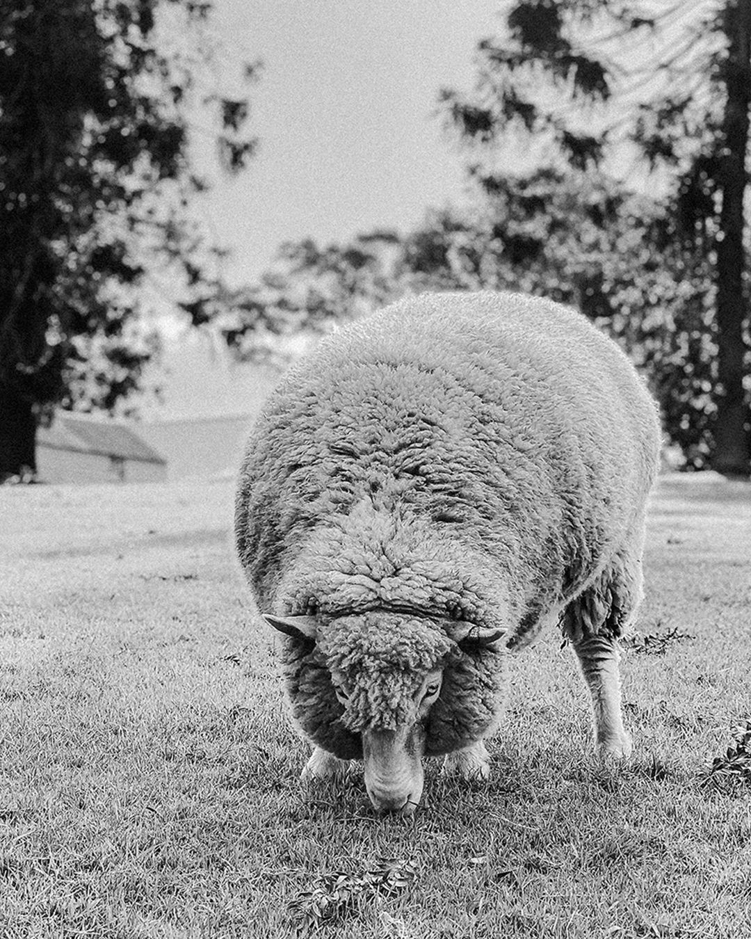 Merino Wool Done Right